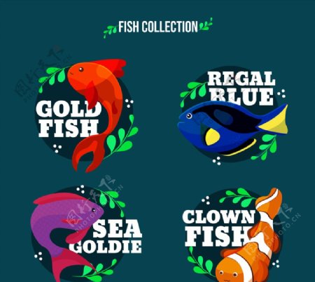 4款彩色带名字的鱼类