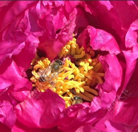 蜜蜂飞舞在春天盛开的牡丹花丛