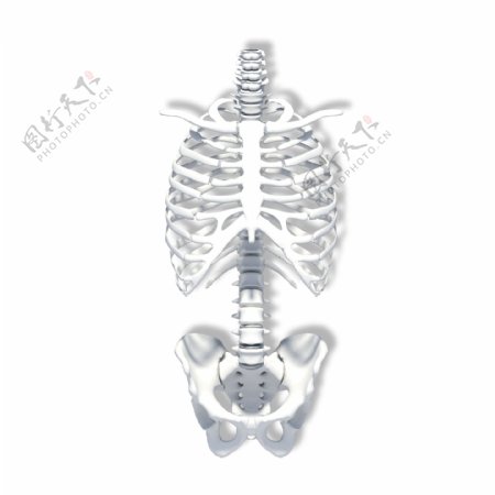 人体躯干骨骼模型