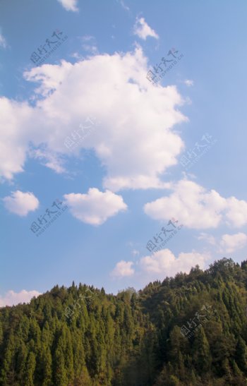 蓝色天空树木森林海报