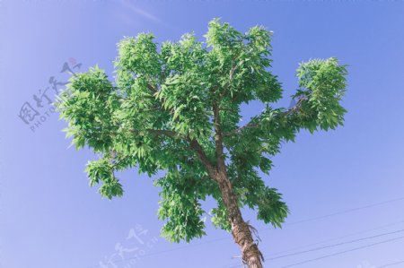 风中的一棵树蓝天背景高清