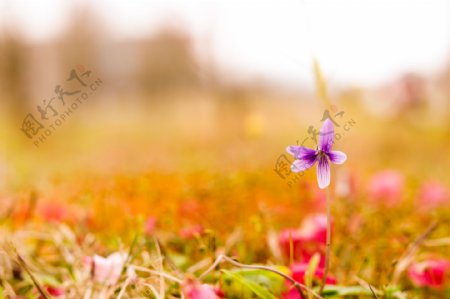 春天下的小紫花摄影图