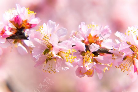 春季花朵粉色桃花细节