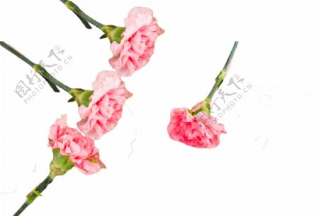 芳香诱人四朵粉色花朵