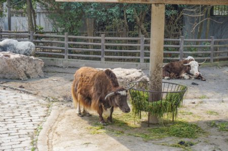 上海动物园正在吃草的牦牛