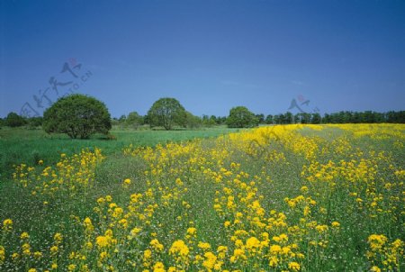 原野