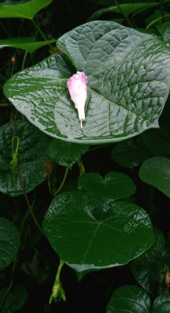 雨中