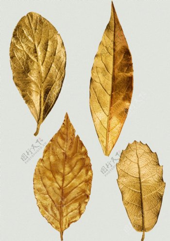 金色黄金树叶图案元素