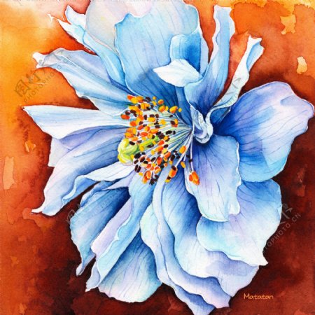 喜马拉雅蓝花朵