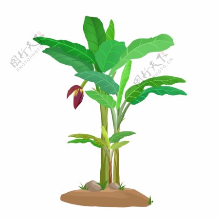 手绘热带植物绿色芭蕉树免抠png