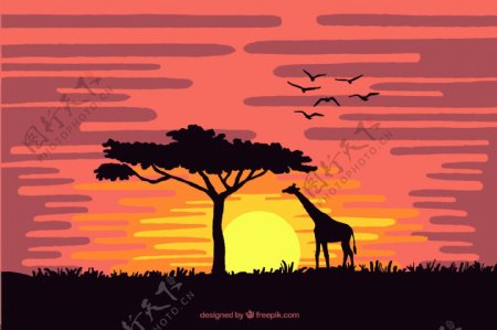 夕阳下的非洲面包树和长颈鹿