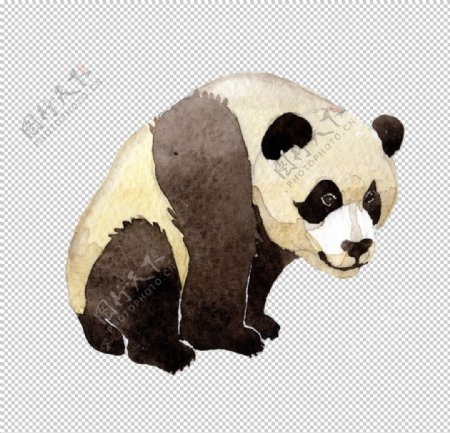 水彩绘画动物熊猫