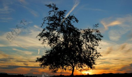 夕阳下的大树