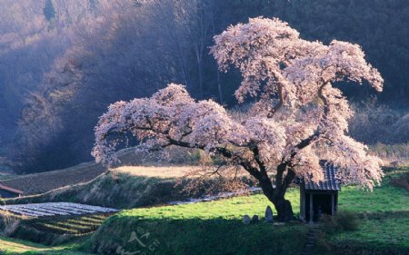 唯美山间樱花树