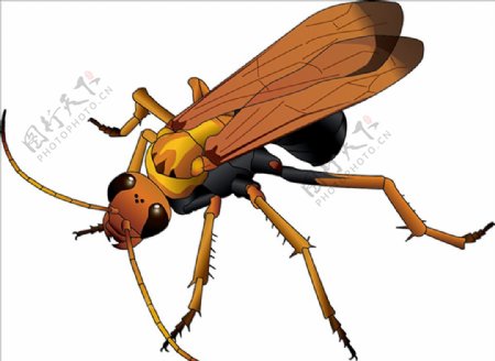 昆虫系列黄蜂黑尾