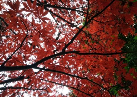 五角枫枫树红色枫叶树叶