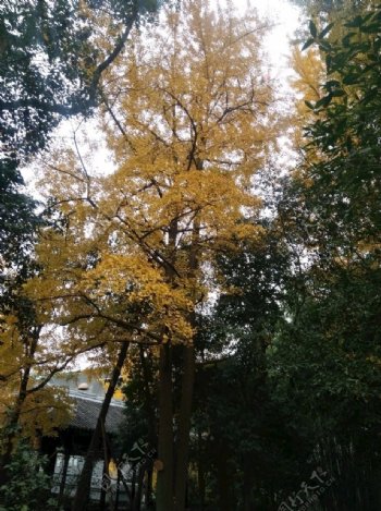 银杏树秋天黄叶树叶大树