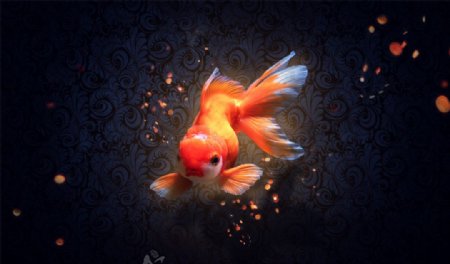红色金鱼花纹背景