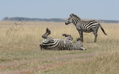 非洲草原的斑马