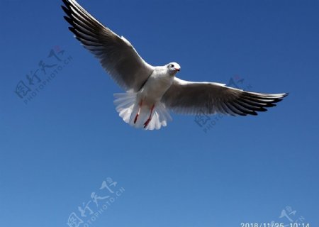 泸沽湖手机抓拍的海鸥