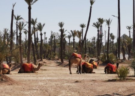 骆驼沙漠棕榈树单峰驼