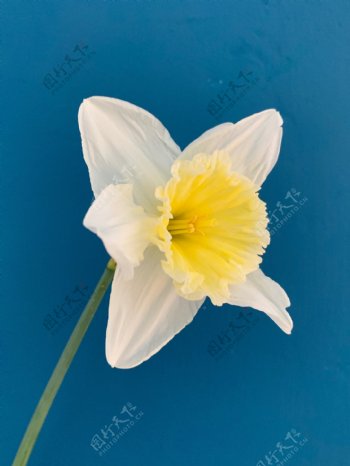 纳西斯183花卉春天黄色