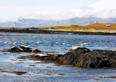 海豹冰岛峡湾