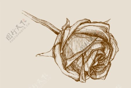 玫瑰花手绘线稿矢量