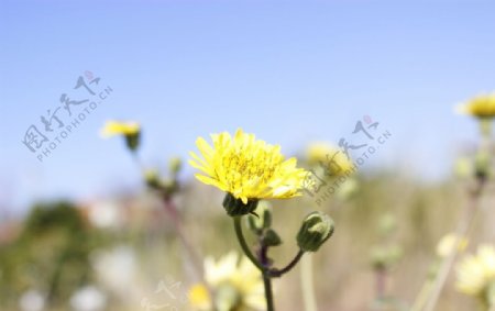 黄色花朵植物草地背景