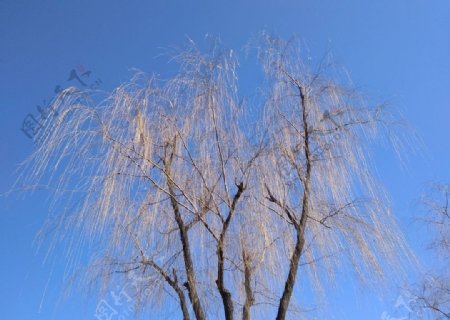 蓝天下的柳树条