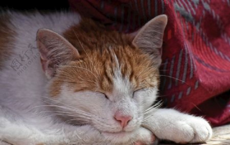 在窝里酣睡的猫猫特写摄影