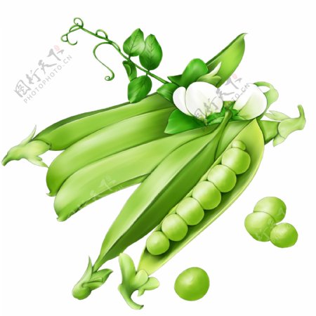 豆角豆荚绿色植物插画装饰素材