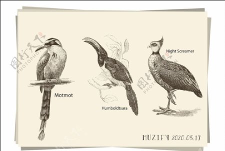 3款鸟类手绘稿