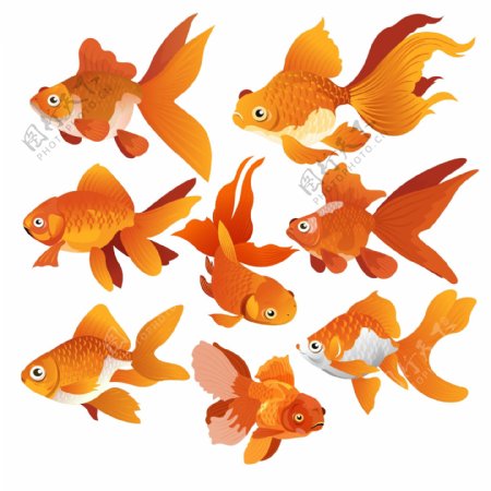 8款橙色金鱼设计矢量素材