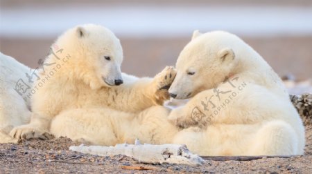 动物世界北极熊照片