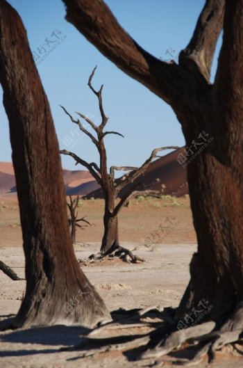 非洲草原树木干枯树根背景素材