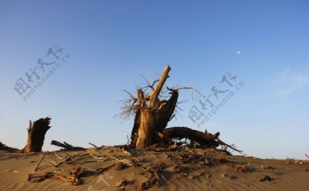 沙漠枯木