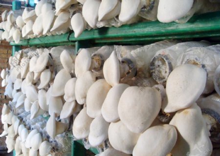 蘑菇片磨菌