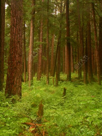 树木森林树林丛林