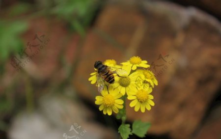 蜜蜂野菊