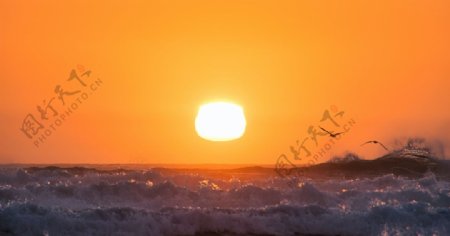 大海夕阳海浪海鸟风景