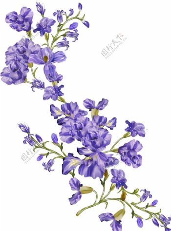 手绘紫色花朵