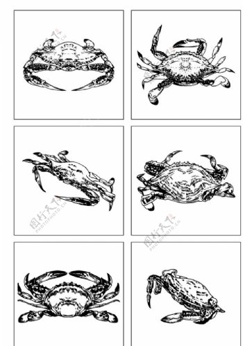 海鲜梭子蟹写实手绘线描图片