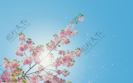 初春时节樱花绽放阳光温暖粉嫩清