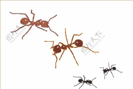 小螞蟻