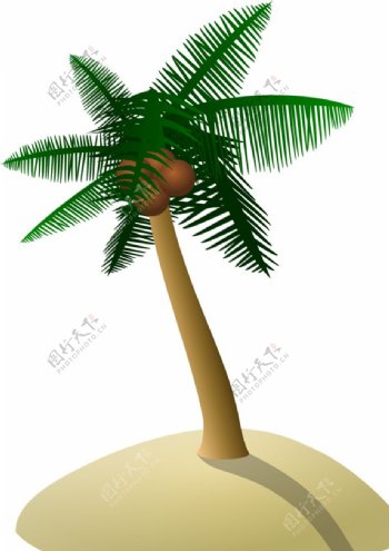 沙滩椰子树