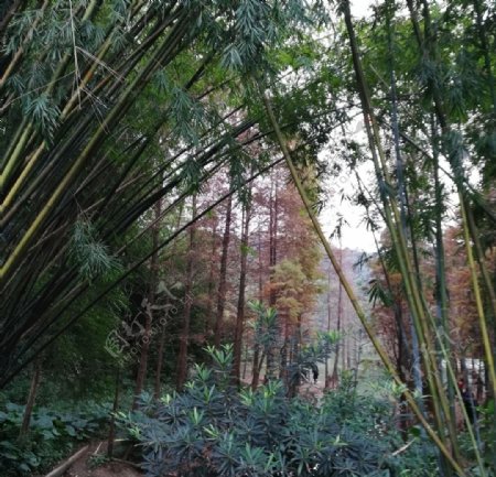 竹树树林风景