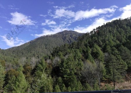 雪松山林风景图片