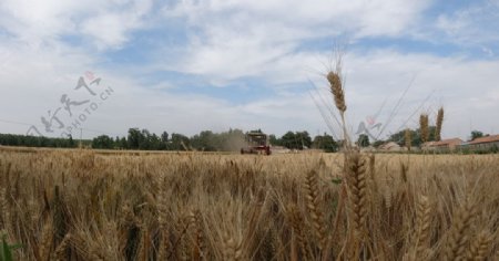 小麦收获图片