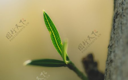 植物树叶绿色微距图片